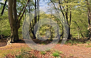 Epping Forest, England