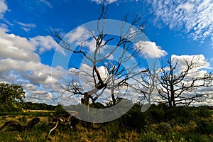 Epping forest in London