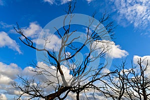 Epping forest in London