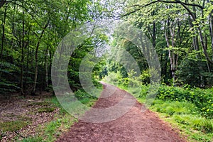 Epping Forest. London Park