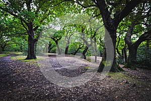 Epping forest in London, UK