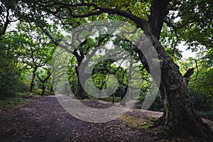 Epping forest in London, UK