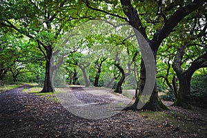 Epping forest in London, UK