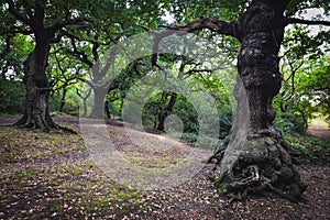 Epping forest in London, UK
