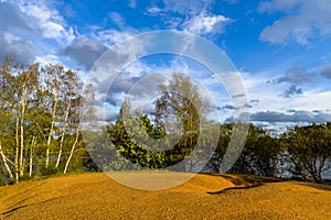 Epping forest in London, UK