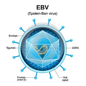 Epstein-Barr virus. EBV structure photo
