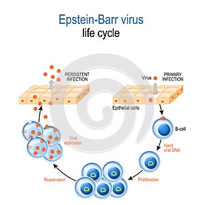 Epstein-Barr virus. life cycle photo