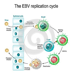 The Epstein-Barr virus replication cycle photo