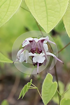 Epstein`s barrenwort Epimedium epsteinii close-up of flowers