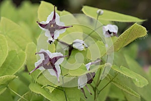 Epstein`s barrenwort Epimedium epsteinii flowering plant