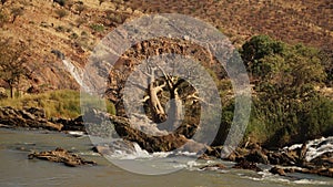 Epupa Falls Waterfall bush landscape on the border of Angola and Namibia, in the Kaokoland area of the Kunene Region. photo