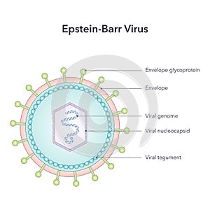 Epstein Barr Virus vector illustration graphic diagram photo