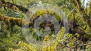 Epyfites on a tree branch in the humid rain forest of Te Urewera NP, New Zealand