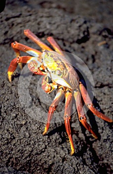 Equador: Fire-red ocean-crab on Galapagos-Island