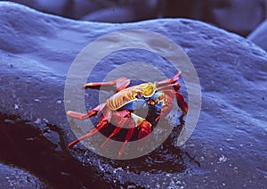 Equador: Red crabs entering the Galapagos Islands Beach