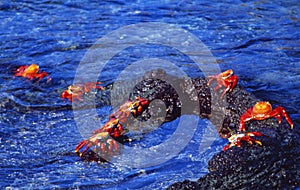 Equador: Red crabs entering the Galapagos Islands Beach photo