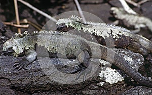 Equador: Two lizards lying at the beach of Galapagos Island photo