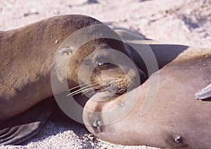 Equador: Two Sea lions lying in the sun on the sand at the coast of Galapagos Island