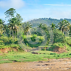 Equatorial forest near the river.