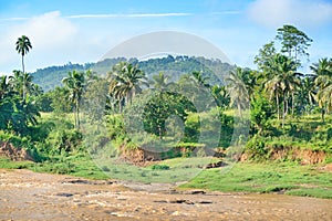 Equatorial forest photo