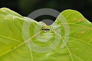 Equatorial Guinea Black Ant photo