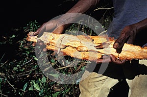 Equatorial Guinea - Moca