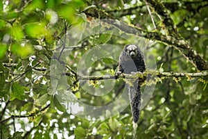 Equatorial Saki Monkey Pithecia aequatorialis