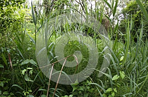 Equatorial tropical climate undergrowth with very ancient plants