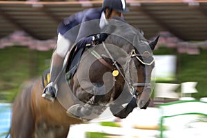 Equestrian photo