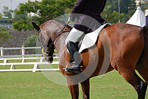 Equestrian