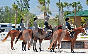 Equestrian Afternoon