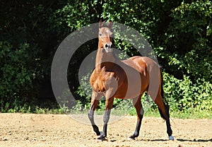 Equestrian girl in english style trial riding white dressage horse