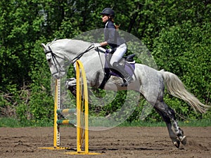 Equestrian girl jumping a horse over rails