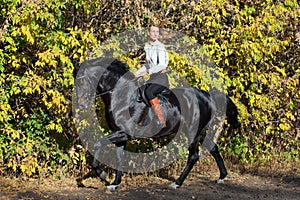 Equestrian  girl lead dressage horse in autumn woods
