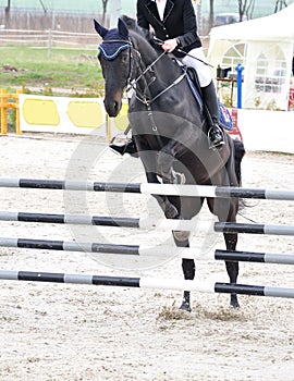 Equestrian jumping on black horse photo