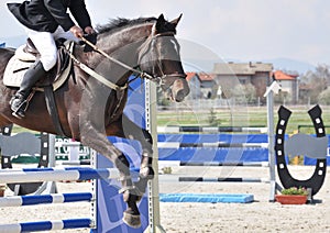 Equestrian jumping on brown horse