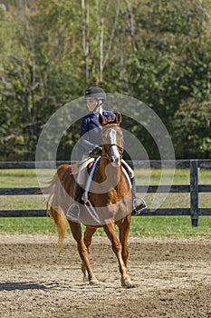 Equestrian looks for next fence on gelding