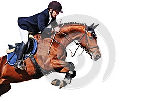 Equestrian: rider with bay horse in jumping show, isolated