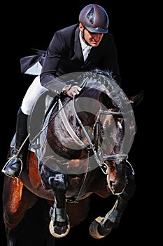 Equestrian: rider with bay horse in jumping show, isolated