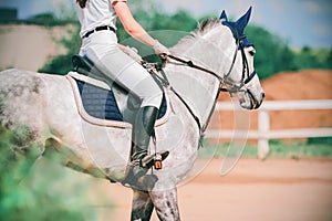 The equestrian rides in the saddle on a fast grey dappled horse that gallops in the paddock