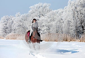 Equestrian riding horse on a field in winter