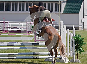 Equestrian showjumping horse