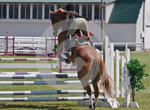 Equestrian showjumping horse photo
