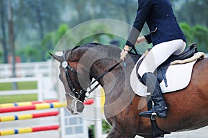 Equestrian showjumping