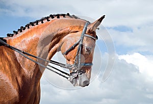 Equestrian sport - dressage head of sorrel horse