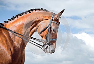 Equestrian sport - dressage head of sorrel horse photo