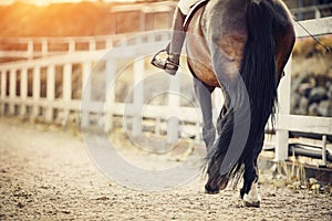 Equestrian sport. Dressage of horse in the arena photo