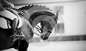 Equestrian sport. Dressage of horses in the arena