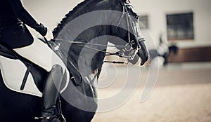 Equestrian sport. Dressage of horses in the arena