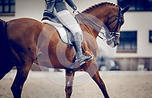 Equestrian sport. Dressage of horses in the arena